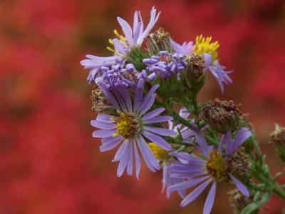 Mountain Aster, Maple