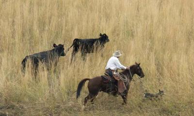 Herding Cattle near Birch Creek, Idaho