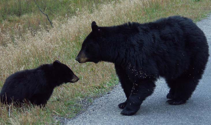 Mother Black Bear and Cub, Yellowstone