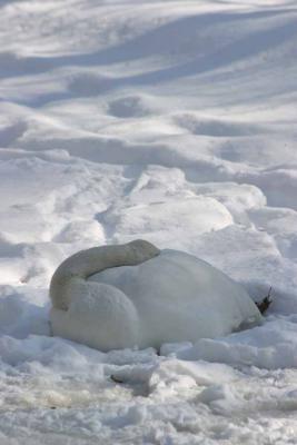 Bronx Zoo in Winter