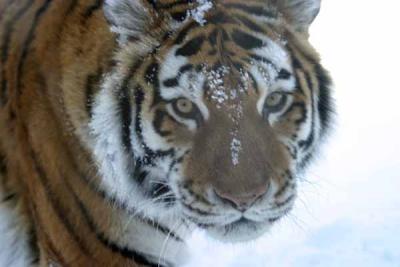 Bronx Zoo in Winter