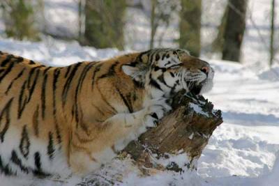 Bronx Zoo in Winter