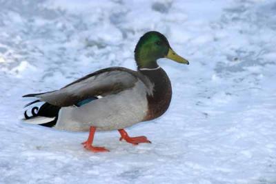 Bronx Zoo in Winter