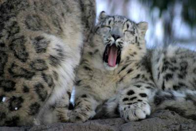 Snow leopards in Bronx Zoo Winter