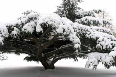 Brooklyn Botanic Garden