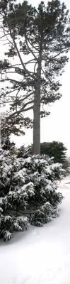 Brooklyn Botanic Garden
