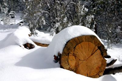 snow log