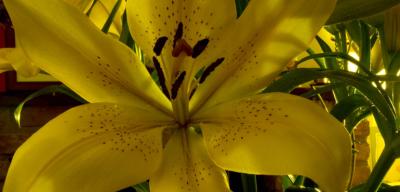 lilly