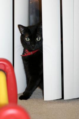 Mimi the Cat