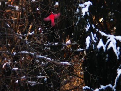 Cardinal In Flight