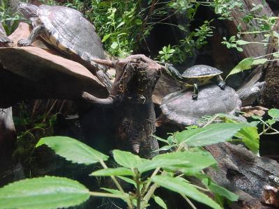 Turtles in the Tennessee Aquarium