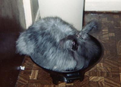 Our angora rabbit that made a wok into it's bed
