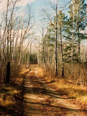 A road I came upon in the northern Minnesota woods