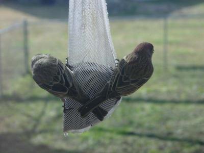 Finches eating thistle seed outside my Hendersonville window