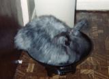 Our angora rabbit that made a wok into its bed