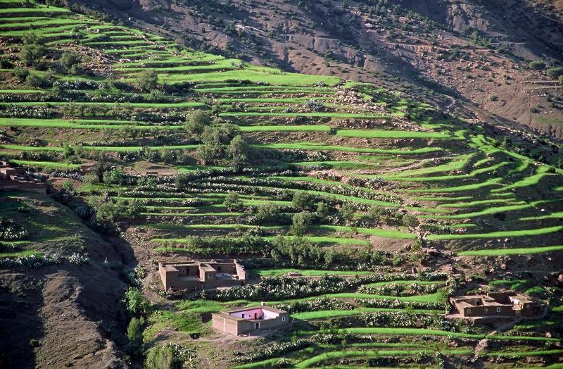 Paysage de l'Atlas marocain, cultures en terrasses