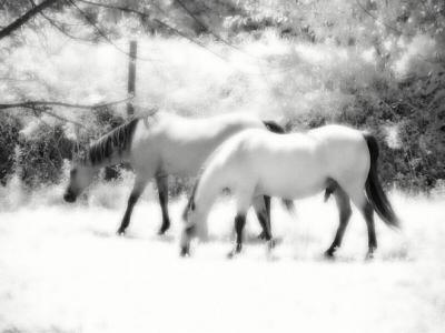 DeeDee's horses with some diffuse glow added