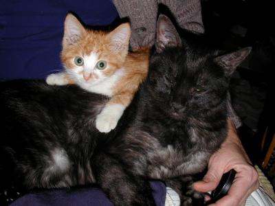Ebony and Ranger