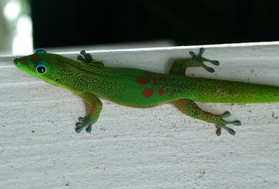 Gecko