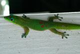 Gecko