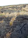 Tall petroglyph