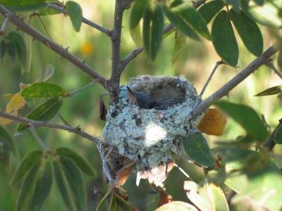 u39/dendroica/medium/32421286.nidcolibri.jpg