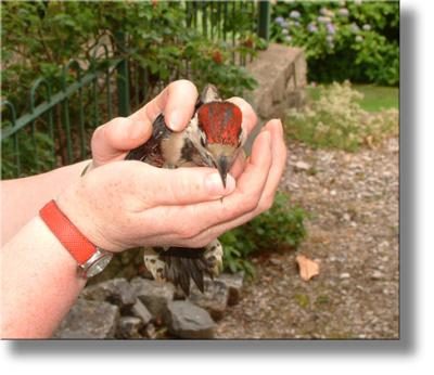 A bird in the hand........................