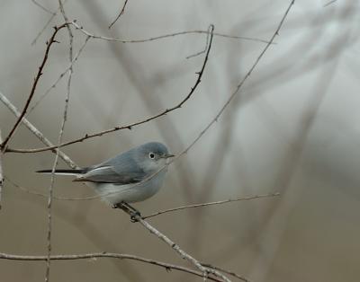 Blue-gray Gnatcatcher.jpg