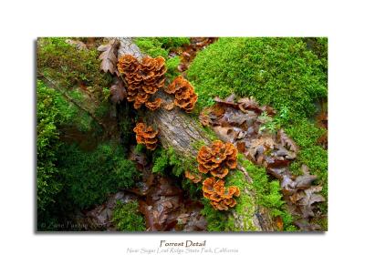 Forrest Detail