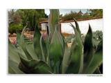 Agaves and Wall