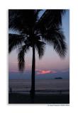 Palm Tree Sunset-2