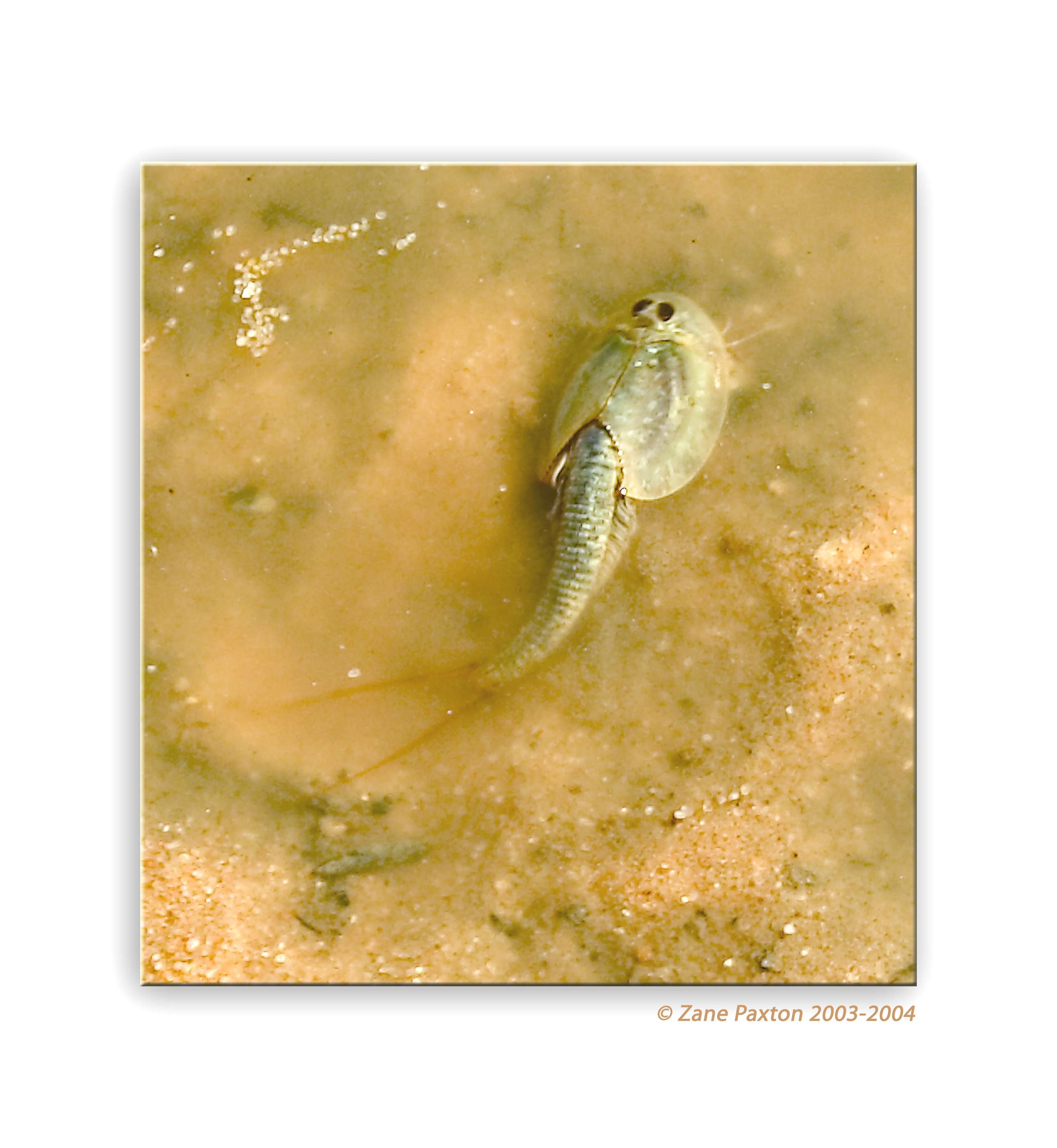 Triops