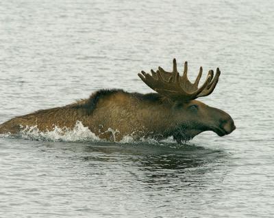 Denali-Wonder Lake Moose4w.jpg
