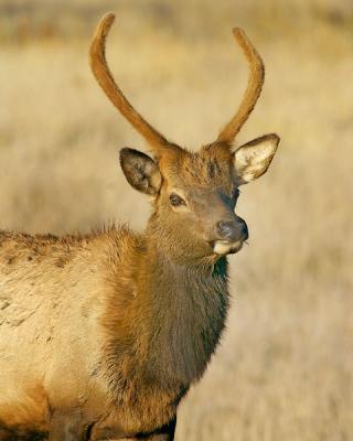 RMNP-YoungBull-w.jpg