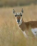 Pronghorn-5w-North Entrance-Yellowstone NP.jpg