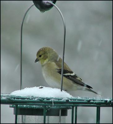 Goldfinch on a Grey, Snowy Day