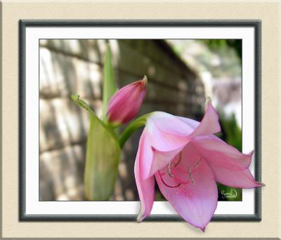 Pink Lady Lily