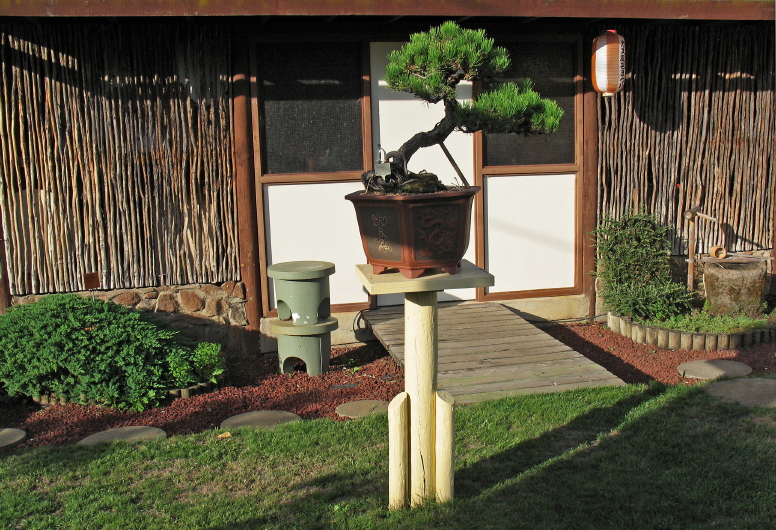 Bonsai tree