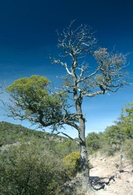 u39/direancora/medium/40558668._dsc0084.jpg