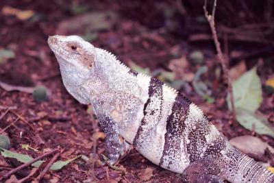 Black Iguana in Costa Rica