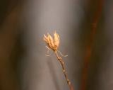 DSC_7540m600.jpg
