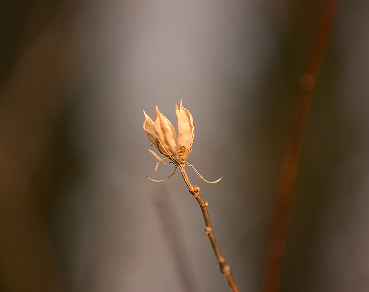 DSC_7540m600.jpg