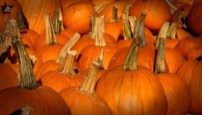 Pumpkins.jpg