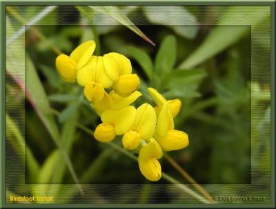 Birdsfoot Trefoil  ~ 2004