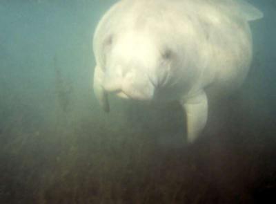 Florida Manatee-Front View