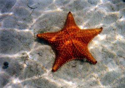 Starfish in the Abacos