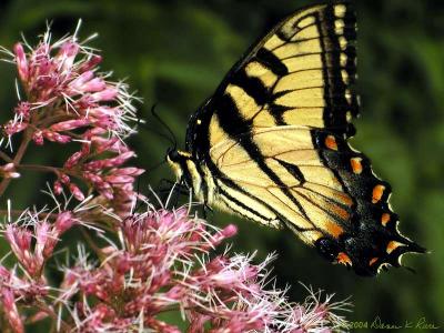 Spotted Joe Pye Weed &Tiger Swallowtail Butterfly