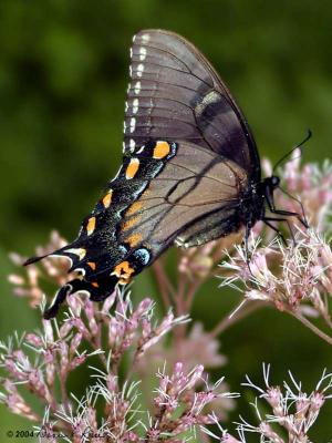 Eastern Tiger Swallowtail Butterflies (female dark) ~ WV
