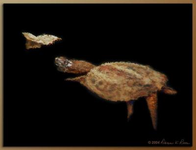 Pond Life ~ WV ~ 2003-2004