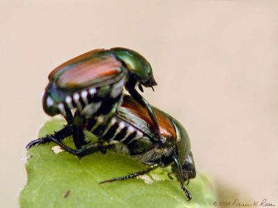 <b>Japanese Beetles